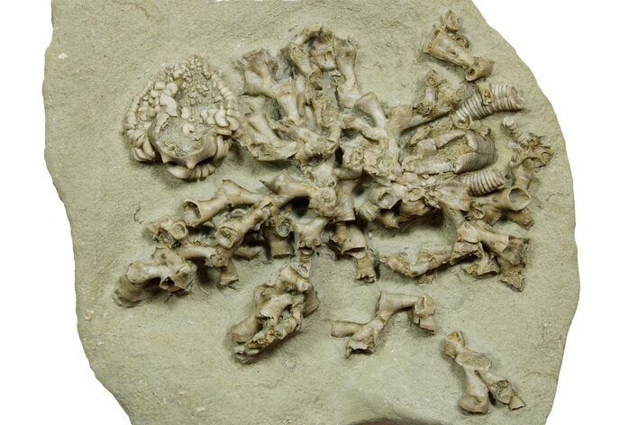 Fossil Crinoid (Barycrinus) with Coral - Indiana #371577